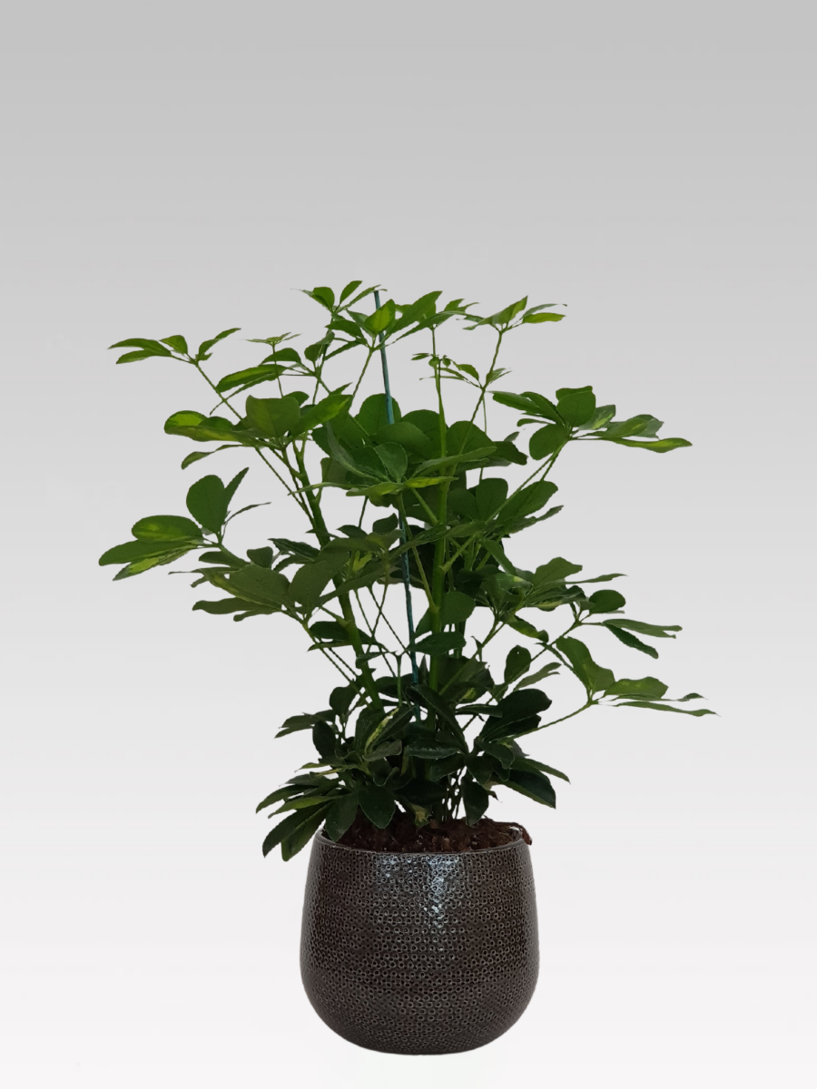 SCHEFFLERA GOLD CAPPELLA IN VASO 17CM + COPRIVASO Ø 18 GRIGIO SCURO