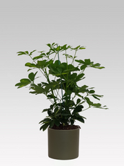 SCHEFFLERA GOLD CAPPELLA IN VASO 17CM + COPRIVASO Ø 19,5 VERDE CHIARO