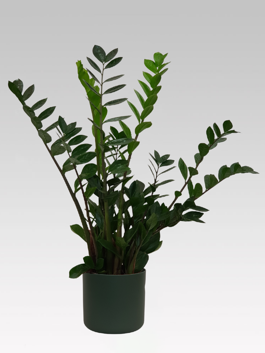 ZAMIOCULCAS IN VASO 19CM + COPRIVASO Ø 18 VERDE