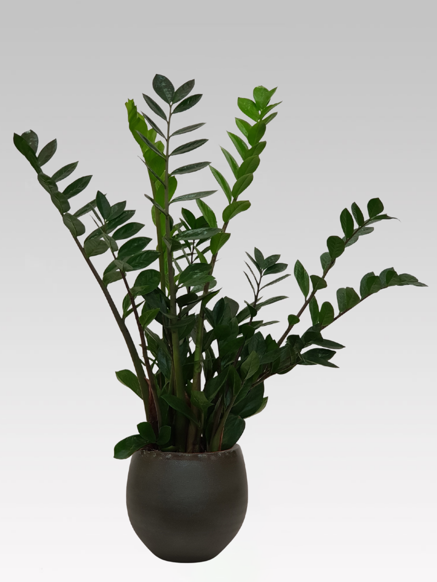 ZAMIOCULCAS IN VASO 19CM + COPRIVASO Ø 23 VERDE SCURO