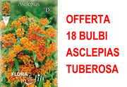 OFFERTA 18 BULBI DI ASCLEPIAS TUBEROSA