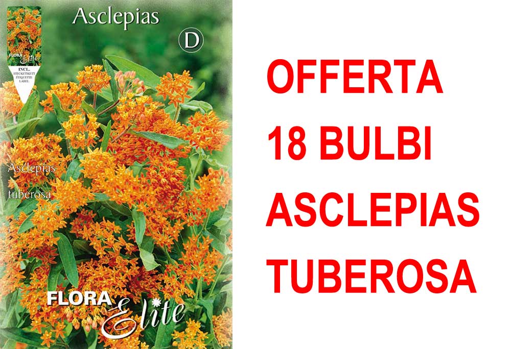 OFFERTA 18 BULBI DI ASCLEPIAS TUBEROSA