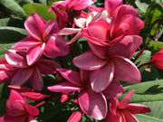 PLUMERIA POMELIA JUBILEE IN VASO 18CM