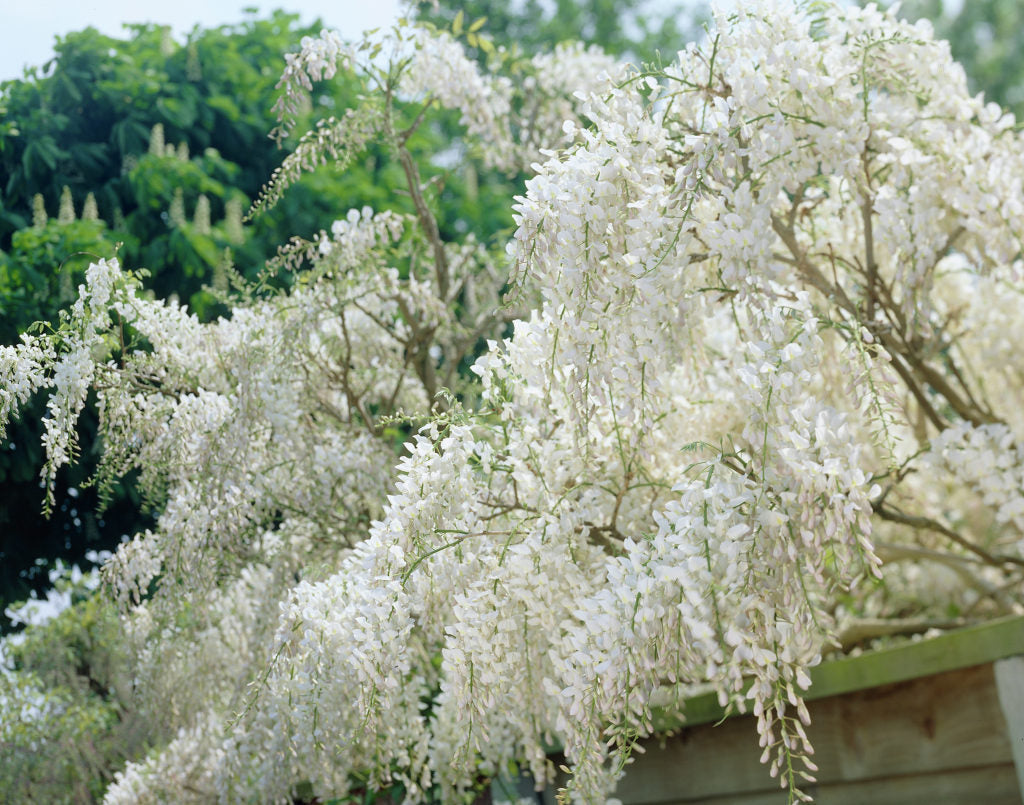 GLICINE WISTERIA FLORIBUNDA ALBA IN VASO 16CM