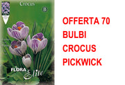 OFFERTA 70 BULBI CROCUS VERNUS PICKWICK