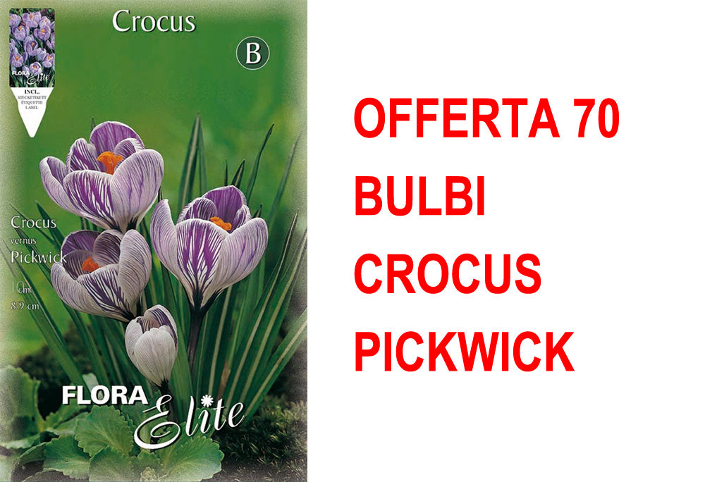 OFFERTA 70 BULBI CROCUS VERNUS PICKWICK