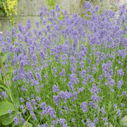 LAVANDA NANA HIDCOTE IN VASO 18CM