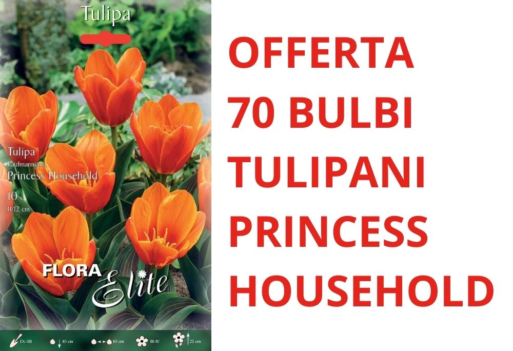 OFFERTA 70 BULBI DI TULIPANO KAUFMANNIANA PRINCESS HOUSEHOLD