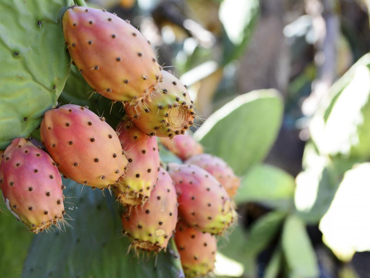 FICO D'INDIA OPUNTIA INDICA VASO 14CM