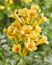 BIGNONIA CAMPSIS GOLDEN TRUMPET VASO 18CM
