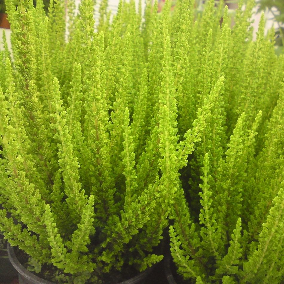 CALLUNA ERICA SKYLINE VASO 11CM