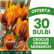 OFFERTA 30 BULBI CROCUS OLIVIERI ORANGE MONARCH