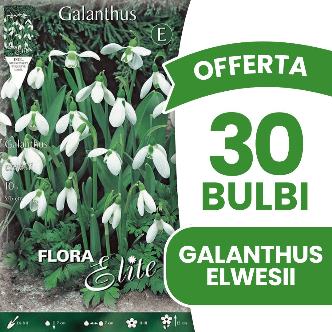 OFFERTA 30 BULBI GALANTHUS ELWESII