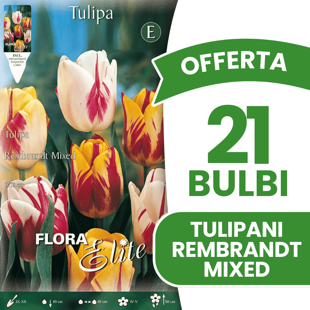 OFFERTA 21 BULBI TULIPANO REMBRANDT MIX DI COLORI