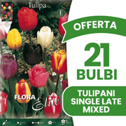 OFFERTA 21 BULBI TULIPANO SINGLE LATE MIX DI COLORI