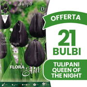 OFFERTA 21 BULBI TULIPANO QUEEN OF NIGHT