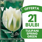 OFFERTA 21 BULBI TULIPANO VIRIDIFLORA SPRING GREEN