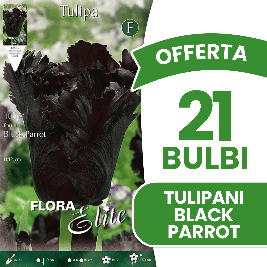 OFFERTA 21 BULBI DI TULIPANO BLACK PARROT