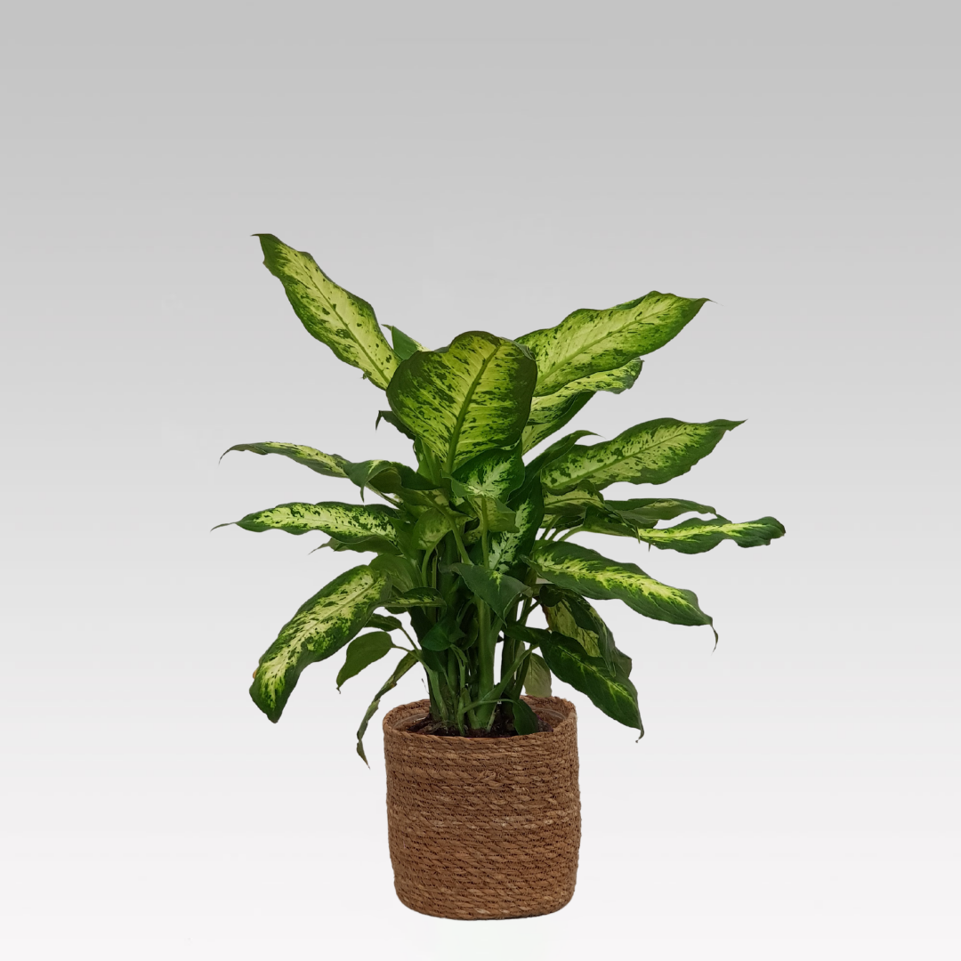 DIEFFENBACHIA VASO 16CM + COPRIVASO A SCELTA