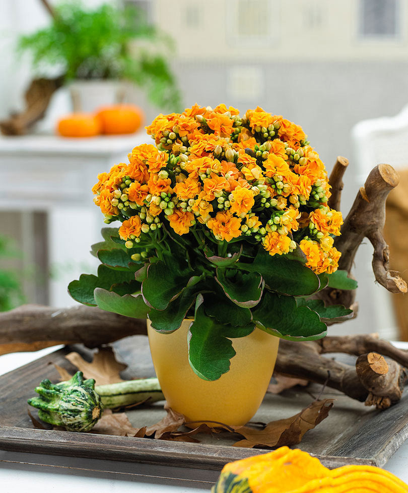KALANCHOE ARANCIONE IN VASO 10.5CM