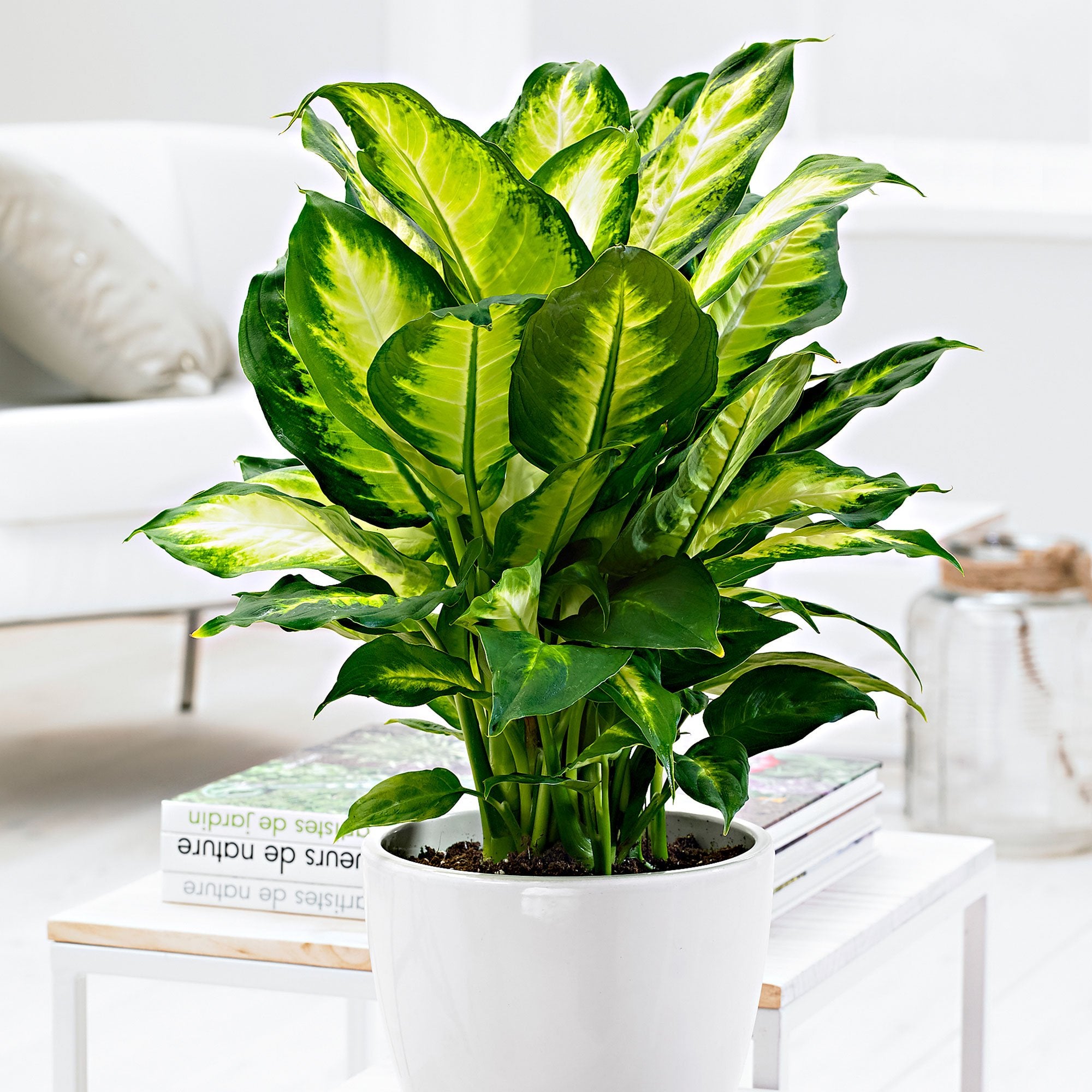 DIEFFENBACHIA CAMILLA VASO 17CM