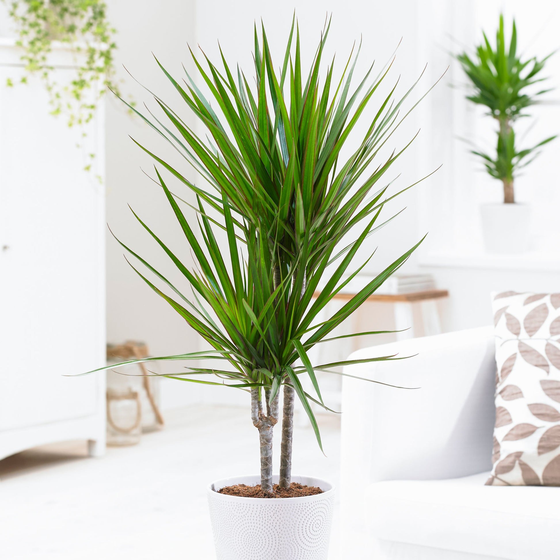 DRACENA MARGINATA VASO 17CM