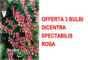 OFFERTA 3 BULBI DICENTRA SPECTABILIS ROSA