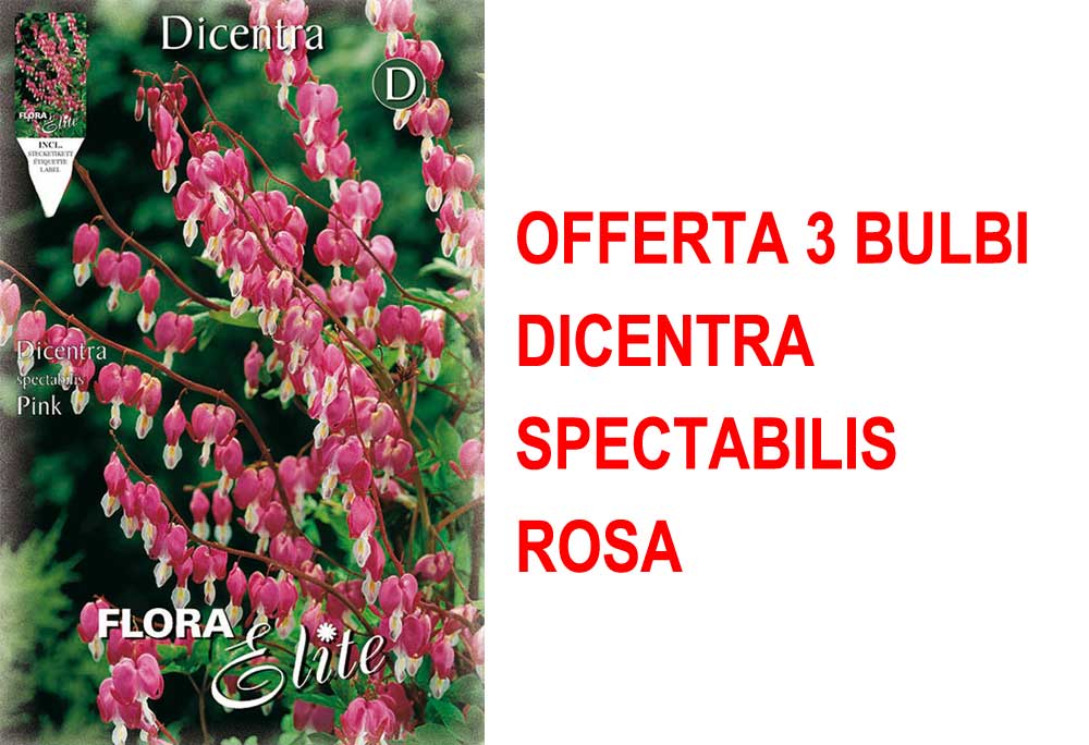 OFFERTA 3 BULBI DICENTRA SPECTABILIS ROSA