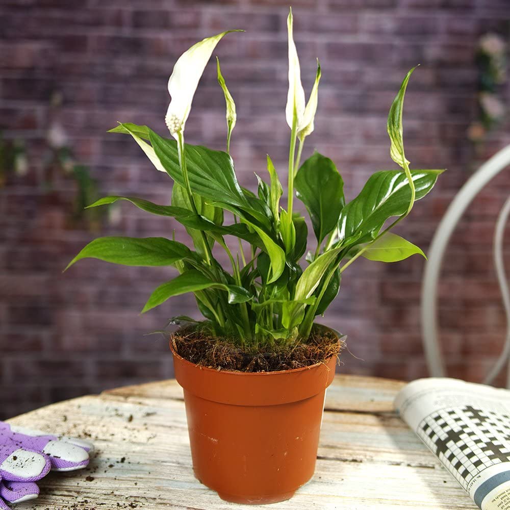SPATHIPHYLLUM CHOPIN VASO 9CM
