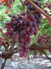 UVA TRADIZIONALE UVA CRIMSON SEEDLESS VASO 18CM