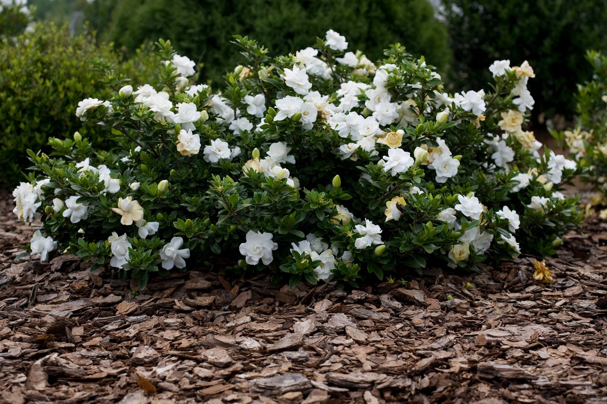 GARDENIA RADICANS RADICANTE VASO 16CM