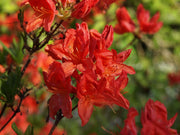 AZALEA HOTSPUR RED KNAPHILL VASO 17CM