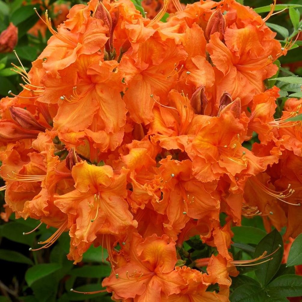 AZALEA GIBRALTAR ARANCIONE KNAPHILL VASO 17CM