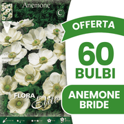 OFFERTA 60 BULBI ANEMONE CORONARIA THE BRIDE