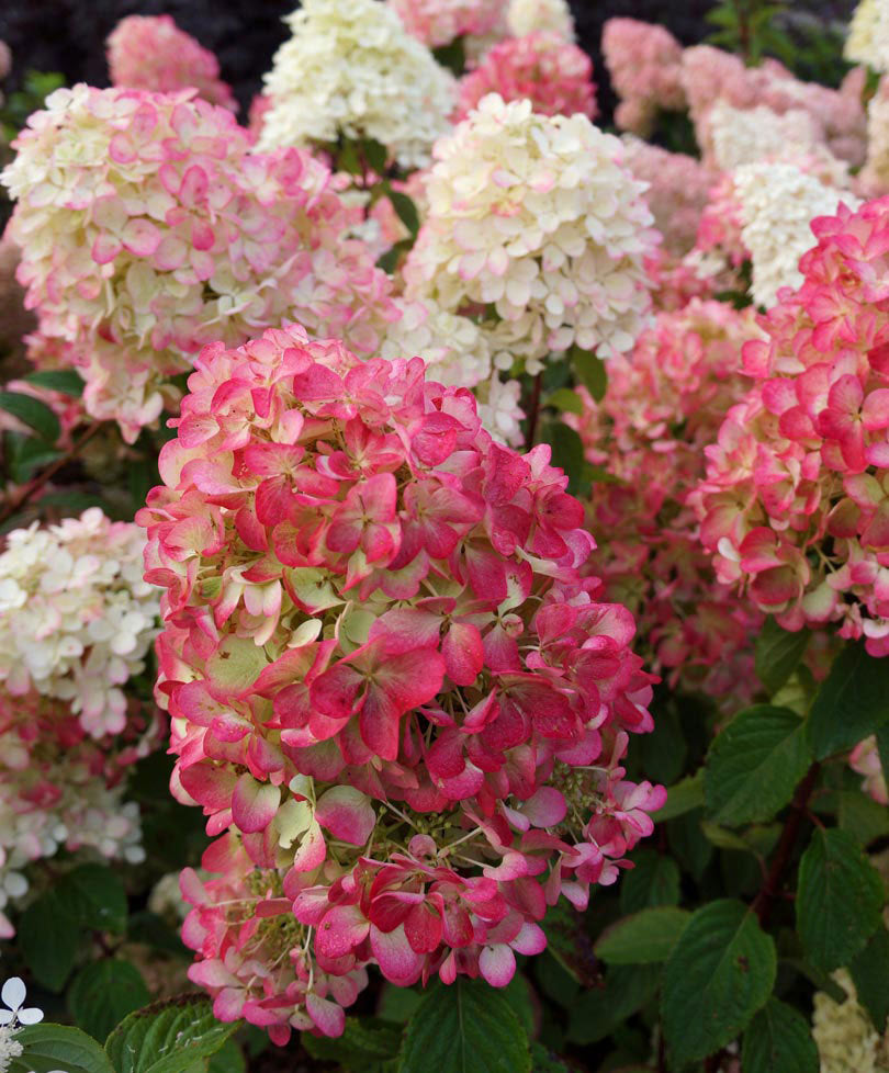 HYDRANGEA ORTENSIA PANICULATA DIAMANT ROUGE VASO 18CM