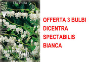 OFFERTA 3 BULBI DICENTRA SPECTABILIS BIANCA