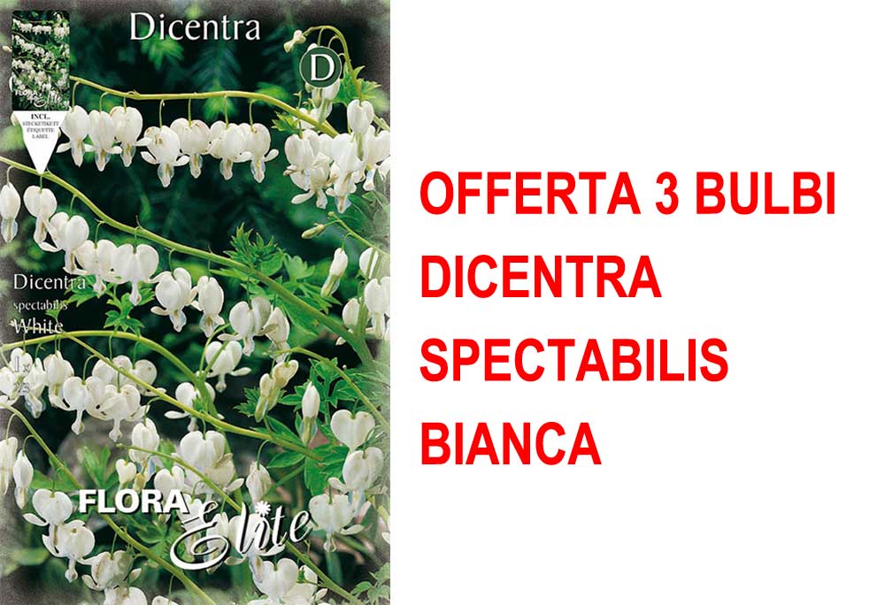 OFFERTA 3 BULBI DICENTRA SPECTABILIS BIANCA