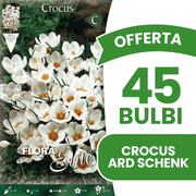 OFFERTA 45 BULBI CROCUS CHRYSANTHUS ARD SCHENK