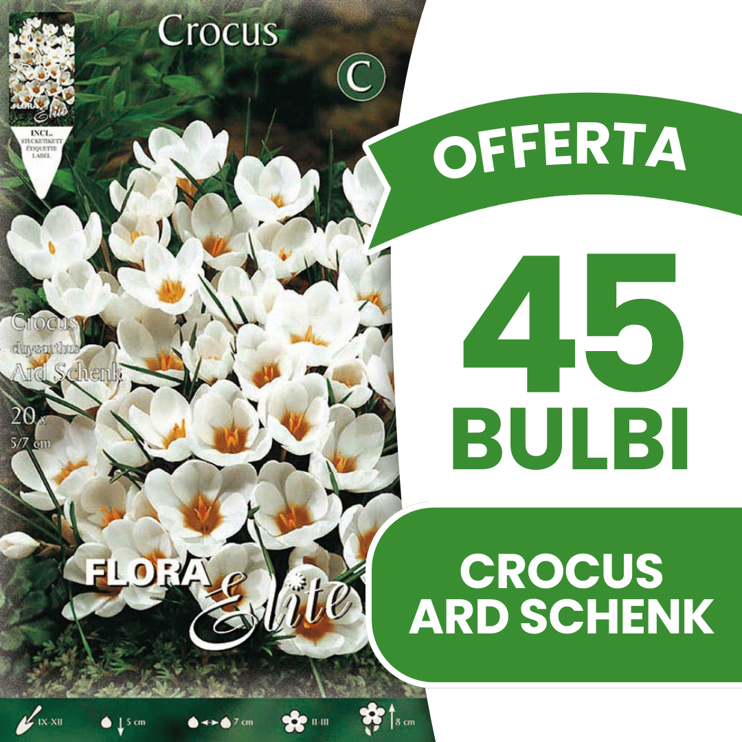 OFFERTA 45 BULBI CROCUS CHRYSANTHUS ARD SCHENK