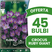OFFERTA 45 BULBI CROCUS TOMMASINIANUS RUBY GIANT