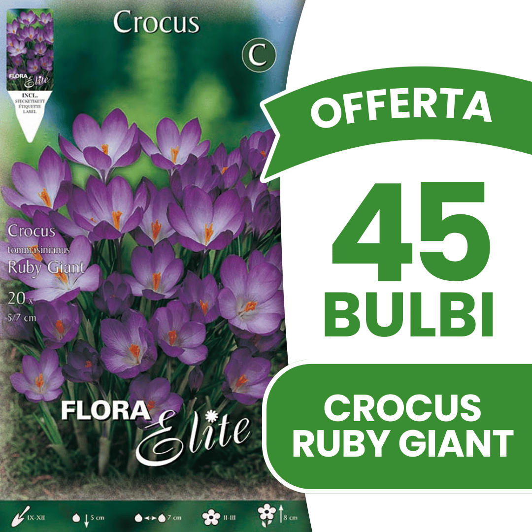 OFFERTA 45 BULBI CROCUS TOMMASINIANUS RUBY GIANT