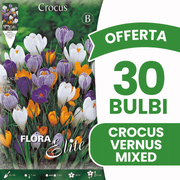 OFFERTA 30 BULBI CROCUS VERNUS MIX