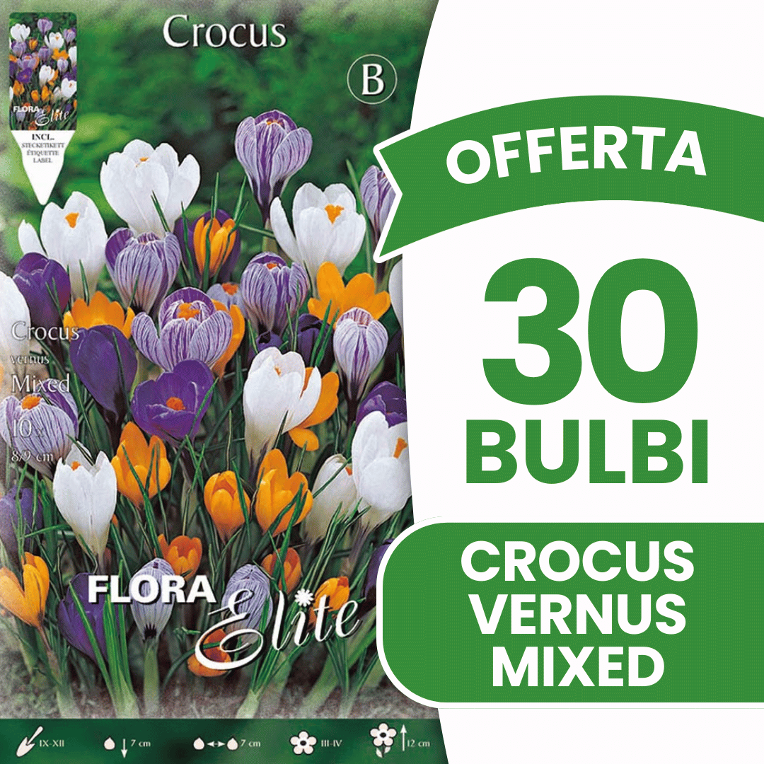 OFFERTA 30 BULBI CROCUS VERNUS MIX