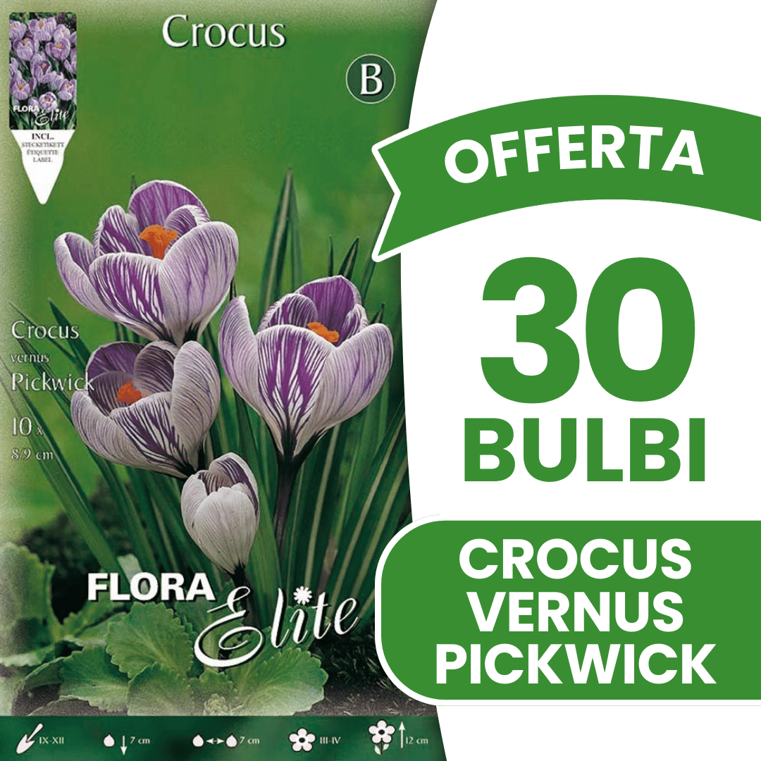 OFFERTA 30 BULBI CROCUS VERNUS PICKWICK