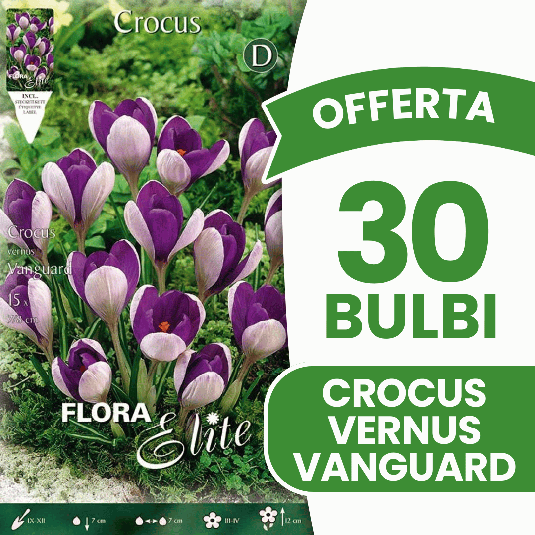 OFFERTA 30 BULBI CROCUS VANGUARD