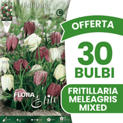 OFFERTA 30 BULBI FRITILLARIA MELEAGRIS MIXED