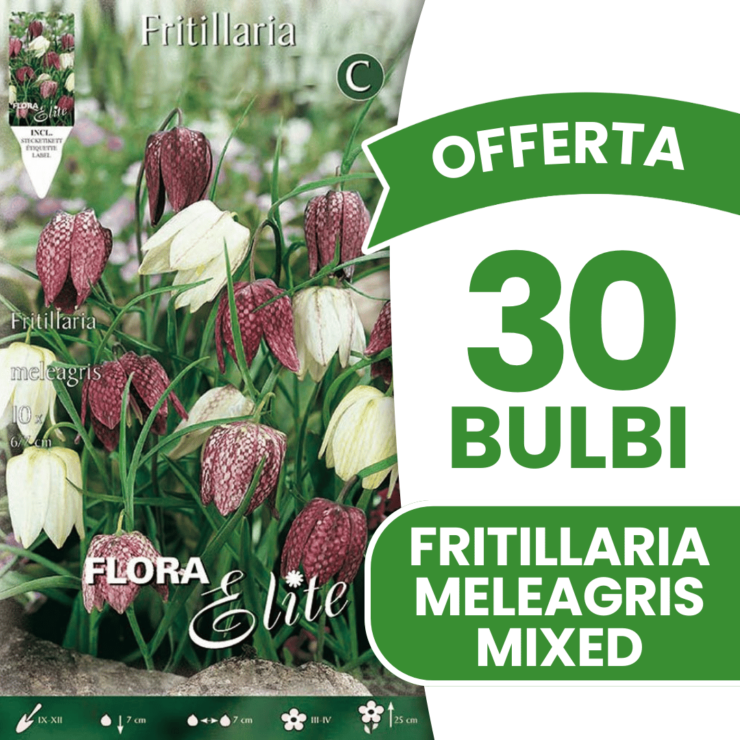 OFFERTA 30 BULBI FRITILLARIA MELEAGRIS MIXED