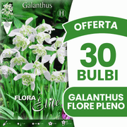 OFFERTA 30 BULBI GALANTHUS NIVALIS FLORE PLENO