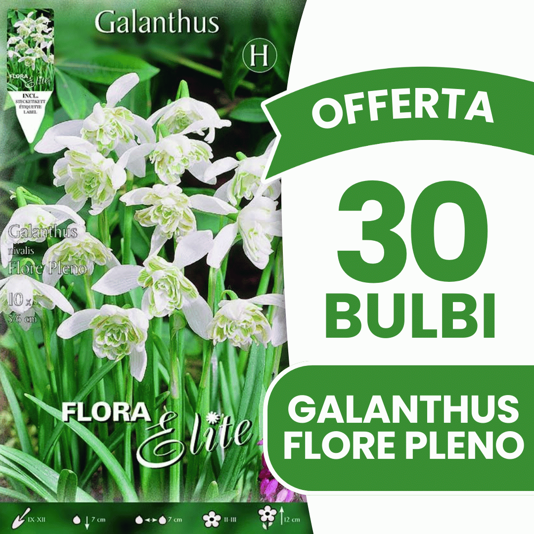OFFERTA 30 BULBI GALANTHUS NIVALIS FLORE PLENO