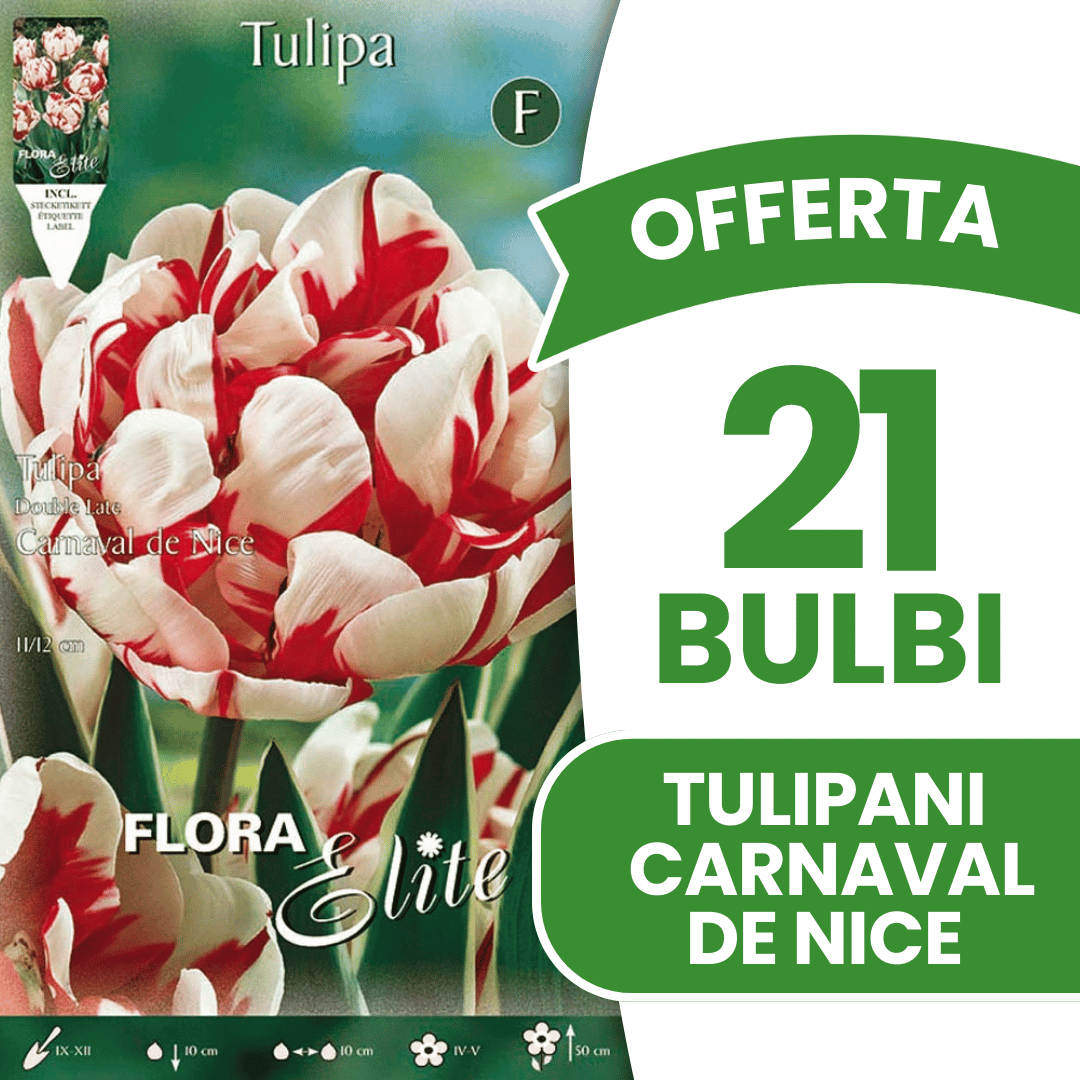 OFFERTA 21 BULBI TULIPANO FIORE DOPPIO CARNAVAL DE NICE